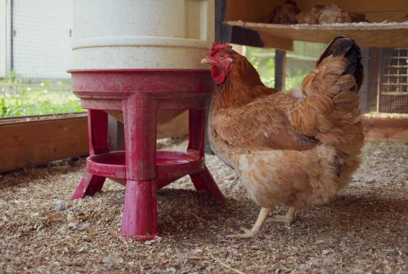 Bio-Einstreu für Nutztiere, Bio-Einstreu für Haustiere, Bio-Einstreu für Tiere, Bio-Einstreu für Hüner