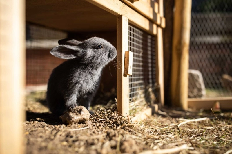 Bio-Einstreu für Nutztiere, Bio-Einstreu für Haustiere, Bio-Einstreu für Tiere, Bio-Einstreu für Kaninchen, Hasen und Meerschweinchen
