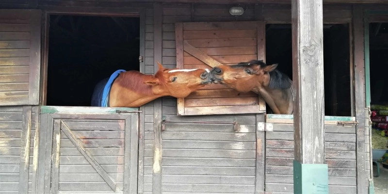 Bio-Pferdeeinstreu, Bio-Einstreu, Einstreu, Pferde, 